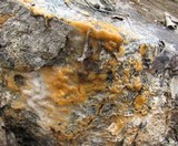 Fusicolla merismoides image