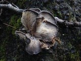 Hohenbuehelia mastrucata image