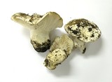 Hygrophorus subalpinus image