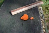 Pycnoporus sanguineus image