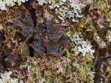 Leptogium corticola image