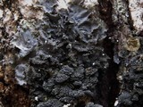Leptogium cyanescens image