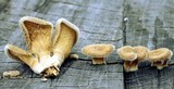 Panus neostrigosus image