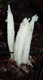 Blumenavia rhacodes image