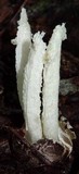 Blumenavia rhacodes image
