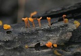 Dacryopinax spathularia image
