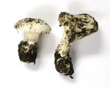 Hygrophorus subalpinus image
