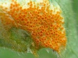 Allodus podophylli image