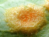 Allodus podophylli image