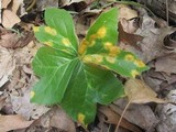 Allodus podophylli image