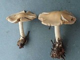 Hebeloma velutipes image