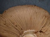 Hebeloma velutipes image