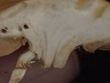 Hebeloma velutipes image