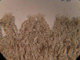 Hebeloma velutipes image