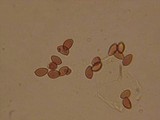 Hebeloma velutipes image