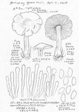 Hebeloma velutipes image