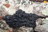 Exidia nigricans image
