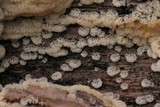 Ceratiomyxa fruticulosa var. fruticulosa image