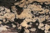 Ceratiomyxa fruticulosa var. fruticulosa image