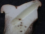 Tapinella atrotomentosa image