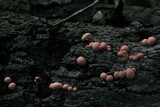 Lycogala epidendrum image