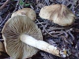 Inocybe dulcamara image
