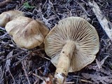 Inocybe dulcamara image