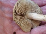 Inocybe dulcamara image