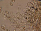 Inocybe dulcamara image