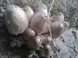 Coprinus variegatus image