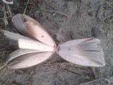 Coprinus variegatus image