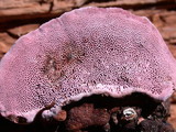 Fomitopsis cajanderi image