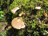 Pleurotus pulmonarius image