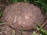 Calvatia pachyderma image