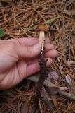 Caulorhiza umbonata image