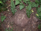 Calvatia pachyderma image
