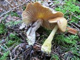 Gymnopus peronatus image