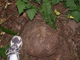 Calvatia pachyderma image