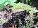 Cyathus helenae image