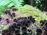 Cyathus helenae image