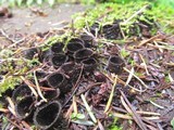 Cyathus helenae image