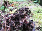 Cyathus helenae image