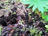 Cyathus helenae image