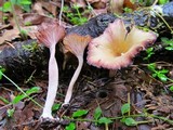 Contumyces rosellus image