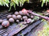 Lycogala epidendrum image