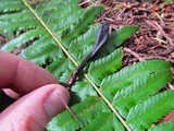 Geoglossum nigritum image