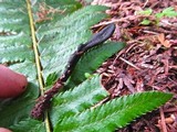 Geoglossum nigritum image