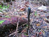 Geoglossum nigritum image