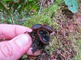 Plectania melastoma image