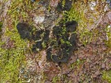 Collema furfuraceum image